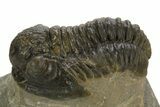 Detailed Proetid (Gerastos) Trilobite Fossil - Morocco #323181-3